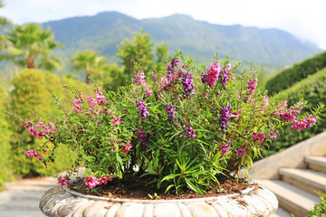 Pink and Purple Angelonia flower (Angelonia goyazensis Benth or Scrophulariaceae)