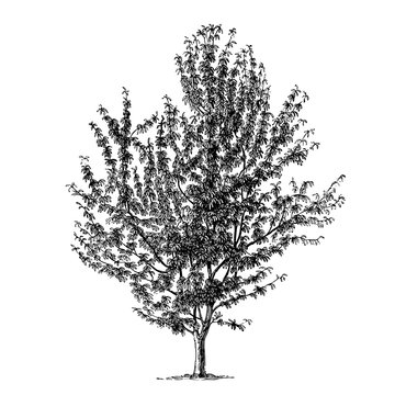 Cherry Tree Illustrations