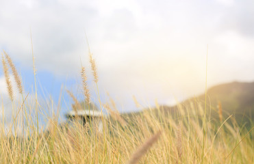 Fototapeta premium Nature wild grass flower. Golden sunset in nature. Shallow depth of field.