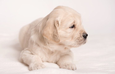 Golden Retriever dog on a white background