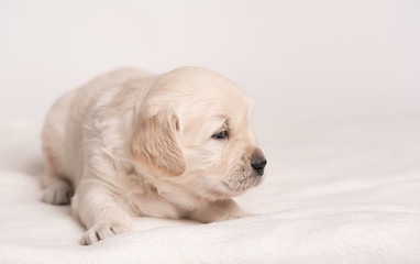 Golden Retriever dog on a white background