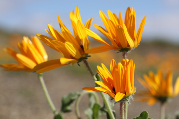 Namaqualand Daisies
