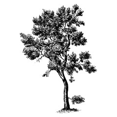 Tree Cork Oak Engraving Vintage Vector Illustration