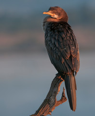 Cormorant