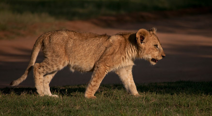 Lion Cup