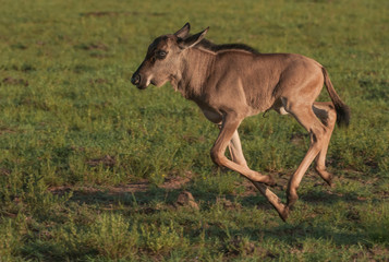Young Wildebeest