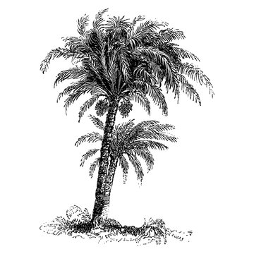Date Palm Tree Engraving Vintage Vector Illustration