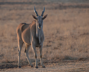 Common eland