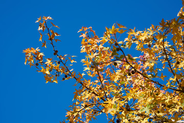 Autumn Background and Texture