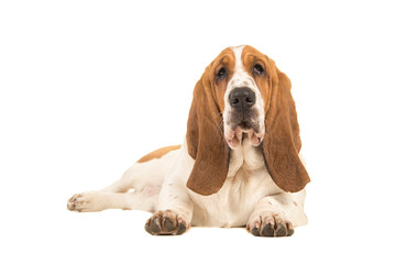 Young basset hound lying down facing the camera seen from the side isolated on a white background