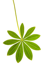 Lupine leaf with stem isolated on a white background