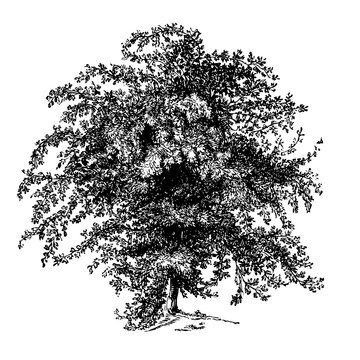 Hawthorn Tree Engraving Vintage Vector Illustration