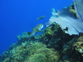 Fishes and coral on the seabed