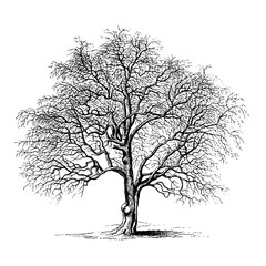 Hawthorn Tree Engraving Vintage Vector Illustration