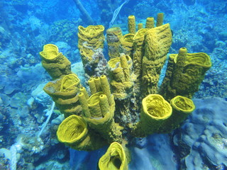 Aplysina fisturalis, coral, seabed