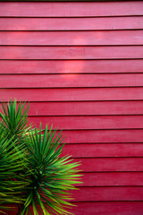 green leaf with  Red wooden wall background wallpaper - 242269434