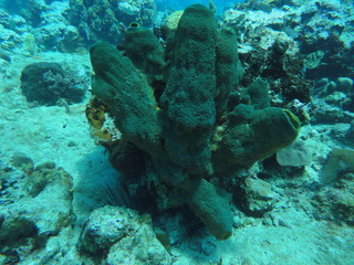 Naklejka na ściany i meble Coral on the seabed