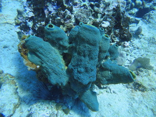 Blue coral on the seabed