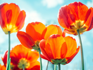 Bright, colorful tulips on the background of Sunny, spring sky and white clouds. Bottom view, close-up
