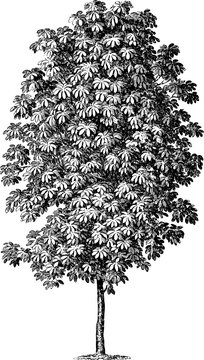 Horse Chestnut Tree Isolated on White Background