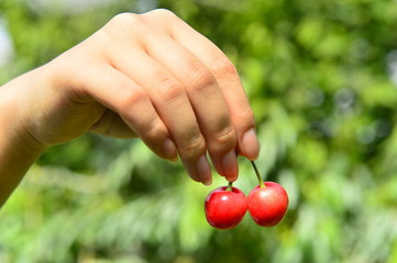 The ripe cherries are on the tree