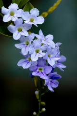 Closeup Duranta flower