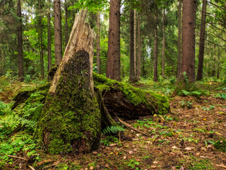 Broken tree in front of the wild forest. Summer season. Wild nature