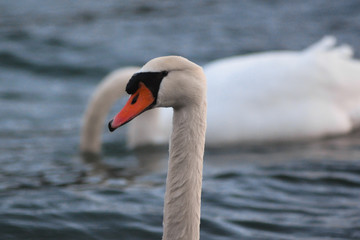 Cigno reale (Cygnus olor) ritratto coppia