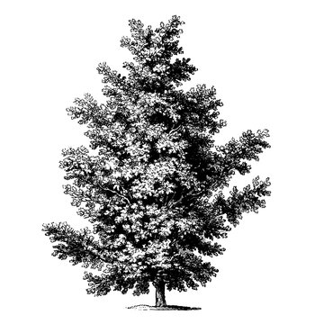 Oak Tree Illustrations