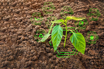 Smart farming with IoT, futuristic agriculture concept, cultivating ecological agricultural peppers using innovative technologies