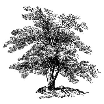 Olive Tree Illustrations