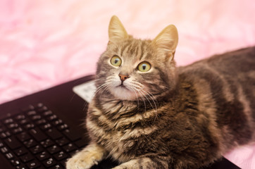 Beautiful gray tabby cat is lying with a laptop. Funny pet. Pink background. Selective focus. Focus on the nose