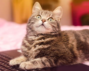 Beautiful gray tabby cat is lying with a laptop. Funny pet. Pink background. Selective focus.