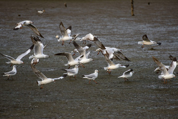 Seagulls at bangpu recreation center samut prakan thailand