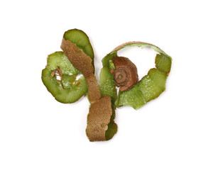 Peeled kiwi fruit skin isolated on white background
