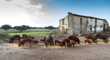 Iberian pigs grazing in a farm
