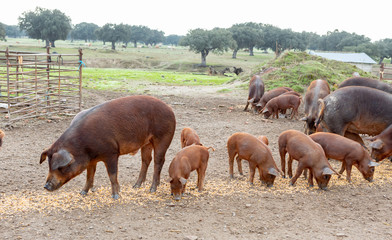 Iberian pigs grazing in a farm