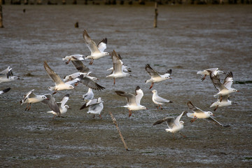 Seagulls at bangpu recreation center samut prakan thailand