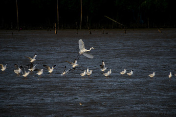 Obraz premium Seagulls at bangpu recreation center samut prakan thailand