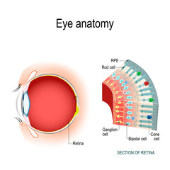 Eye anatomy. Rod cells and cone cells. - obrazy, fototapety, plakaty