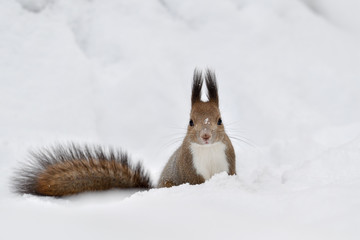 雪の中のエゾリス