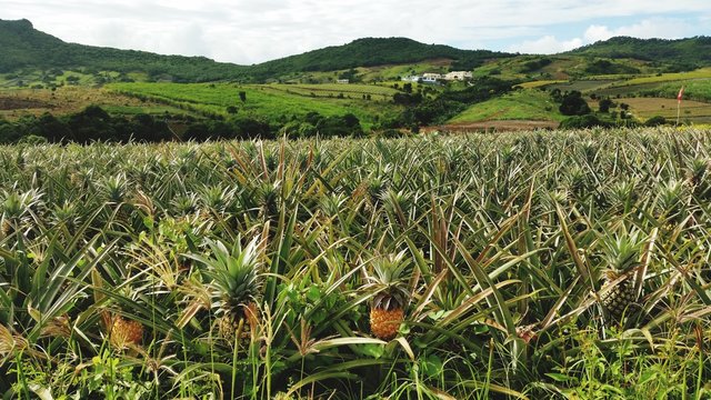 pineapple plantation in mauritius