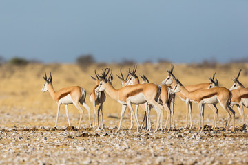 springbok herd (antidorcas marsupialis) standing in savanna in sunshine