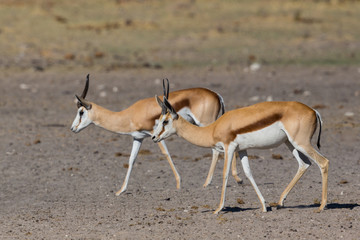 Naklejka na ściany i meble two springbok antelopes walking on sandy ground (antidorcas marsupialis)