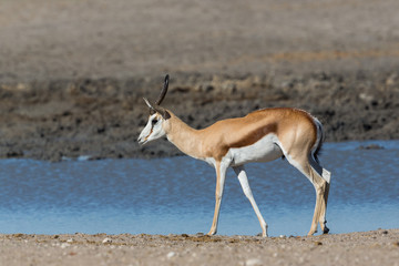 one male springbok (antidorcas marsupialis) standing on waterhole