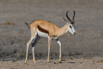 detailed side view on horned standing springbok (antidorcas marsupialis)