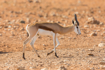 springbok antelope (antidorcas marsupialis) walking on sandy ground in savanna