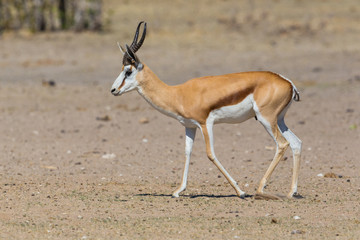 side view springbok antelope (antidorcas marsupialis) walking on sandy ground