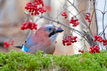 colorful bird Jay with bright colorful plumage sitting on a stump covered with moss
