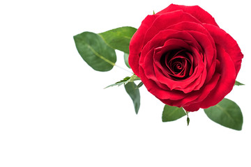A red rose / Valentine's Day still life poster background material